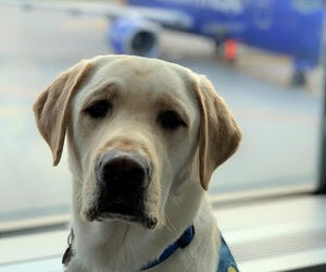 Canine Companions Applauds Recent Changes to the Air Carrier Access Act