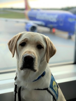 Canine Companions Applauds Recent Changes to the Air Carrier Access Act