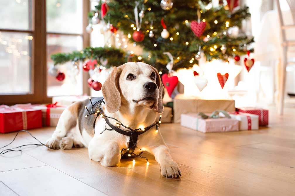 Protect Your Furry Friend from These Common Holiday-Related Risks