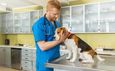 AKC Canine Health Foundation Celebrates $3.29 Million in Canine Health Grants Awarded in 2020