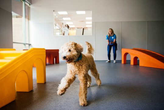 Dogtopia Ranks 12th on the Franchise Times Annual Fast & Serious List